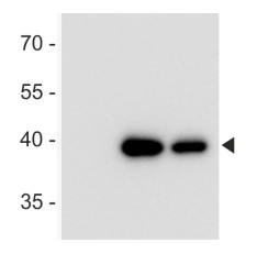 DYKDDDDK (binds to Sigma FLAG®) (mouse antibody,monoclonal, Clone 1E6) in the group Tag Antibodies / DYKDDDDK (binds to SigmaFLAG®) at Agrisera AB (Antibodies for research) (AS15 3036)